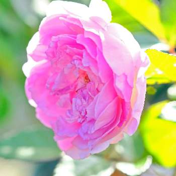 〜今日の綺麗なバラ〜の画像 by ピッチさん | お出かけ先とバラ  オーキッドロマンスとバラ図鑑とバラ オーキッドロマンスとFUJIFILM X-T2とばら バラ 薔薇とフジノンレンズ XF60mm F2.4 R Macroとばら 薔薇 バラとバラ・ミニバラと〜今日の綺麗なバラ〜と❤️300「いいね！」と❤️    300いいねと❤️  300いいね