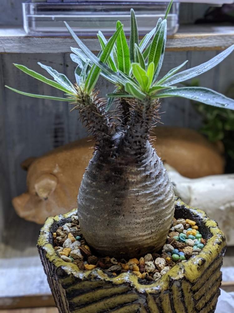 パキポディウム グラキリスの投稿画像 By みどりんごさん パキポディウム属と塊根初心者と植中毒と多肉女と塊根植物とチーム福岡 19月8月28日 Greensnap グリーンスナップ