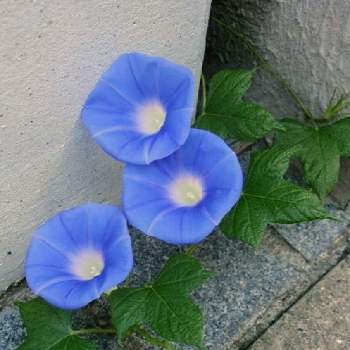 アサガオ☆の画像 by BLANKAさん | お出かけ先とアサガオ☆と鮮やかなとお散歩道と可愛い花と青い花と花のある暮らし