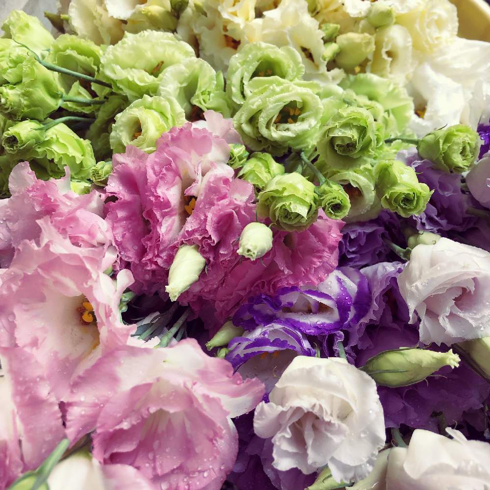 トルコキキョウの投稿画像 By はるかしこさん 花のある暮らし 19月8月28日 Greensnap グリーンスナップ