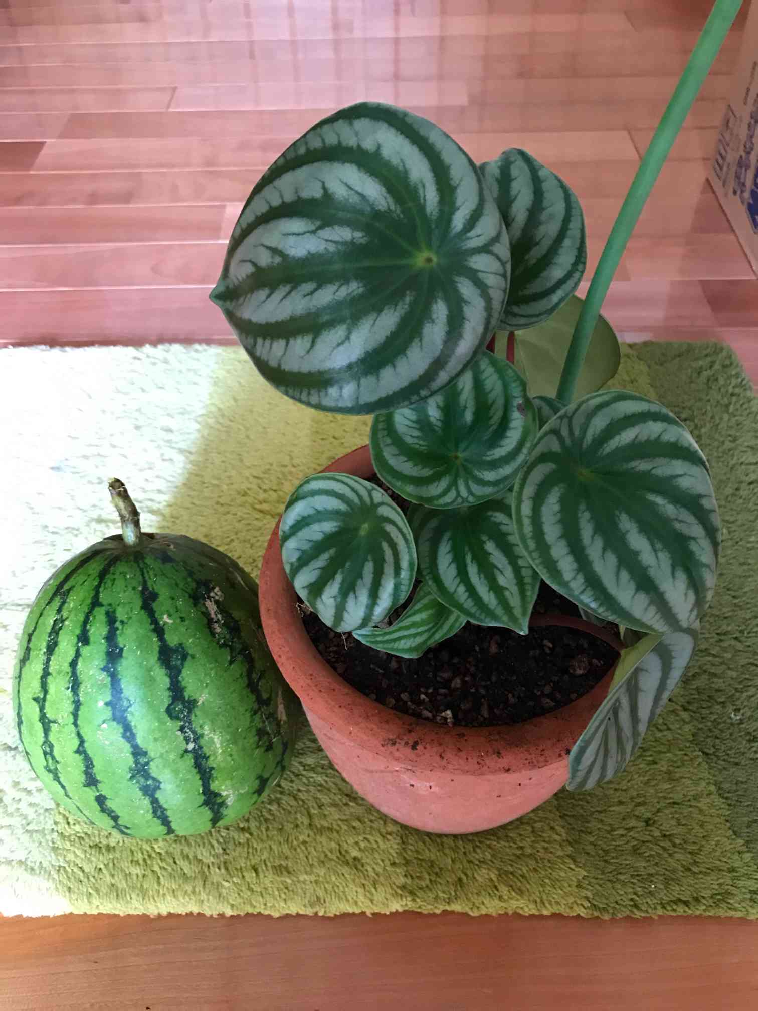 スイカ🍉ぺぺ復活｜🍀GreenSnap（グリーンスナップ）