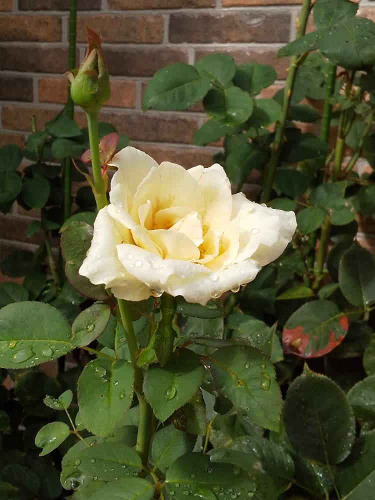 白い薔薇 の投稿画像 By とこさん 綺麗と散歩道と花のある暮らしとお花と薔薇 と 今日の綺麗なバラ とgreen Up とかわいい花とあめふり 19月8月28日 Greensnap グリーンスナップ
