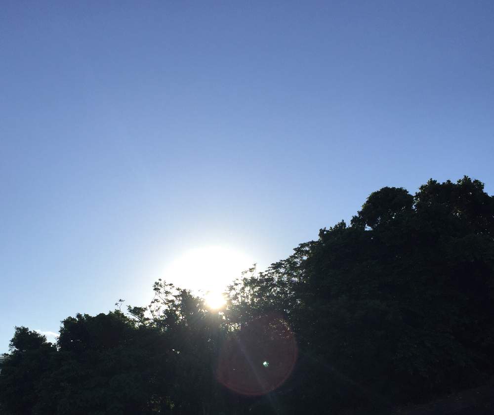 元気いっぱいの投稿画像 By ゆいさん 太陽の光を浴びてとあおぞら 19月8月28日 Greensnap グリーンスナップ
