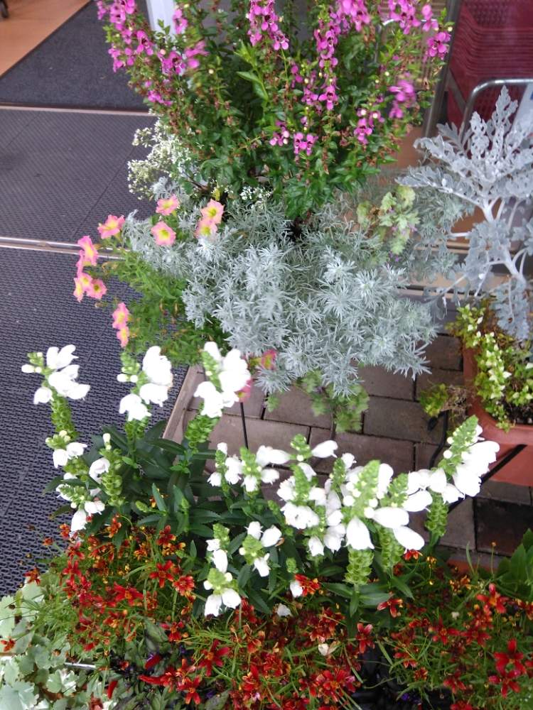 素敵な花壇の投稿画像 By じゅんさん 色とりどりの花と夏色元気花と花いきいき元気と花のある暮らし 19月8月28日 Greensnap グリーンスナップ