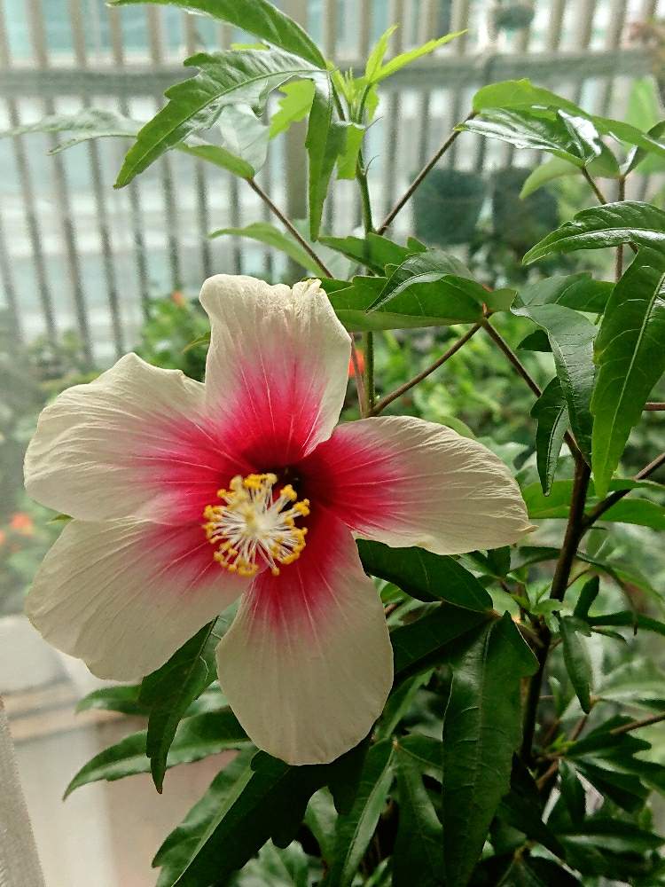 ハイビスカス フィジーホワイトの投稿画像 By M Monsterさん ハイビスカス咲きましたと花のある暮らしとハイビスカスの花と今日のハイビスカス 19月8月28日 Greensnap グリーンスナップ