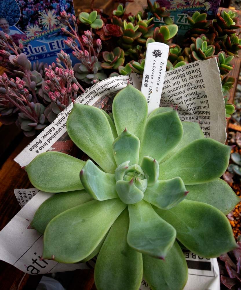 テラスの投稿画像 By Ta8さん 山形と多肉植物と初心者と東北と癒しの源と ハテナ と山形と多肉植物と初心者と東北と癒しの源と ハテナ 19月8月28日 Greensnap グリーンスナップ Greensnap グリーンスナップ