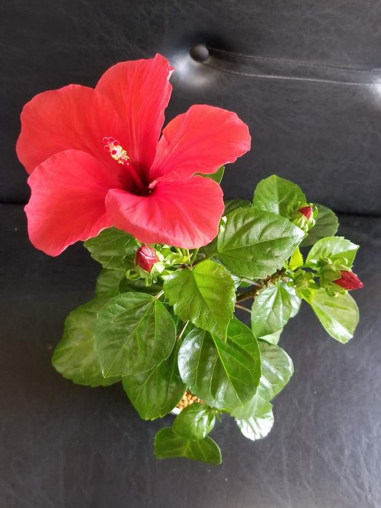 ハイビスカスnewロングライフシリーズアリオンの投稿画像 By りょうたんさんさん 19月8月28日 Greensnap グリーンスナップ