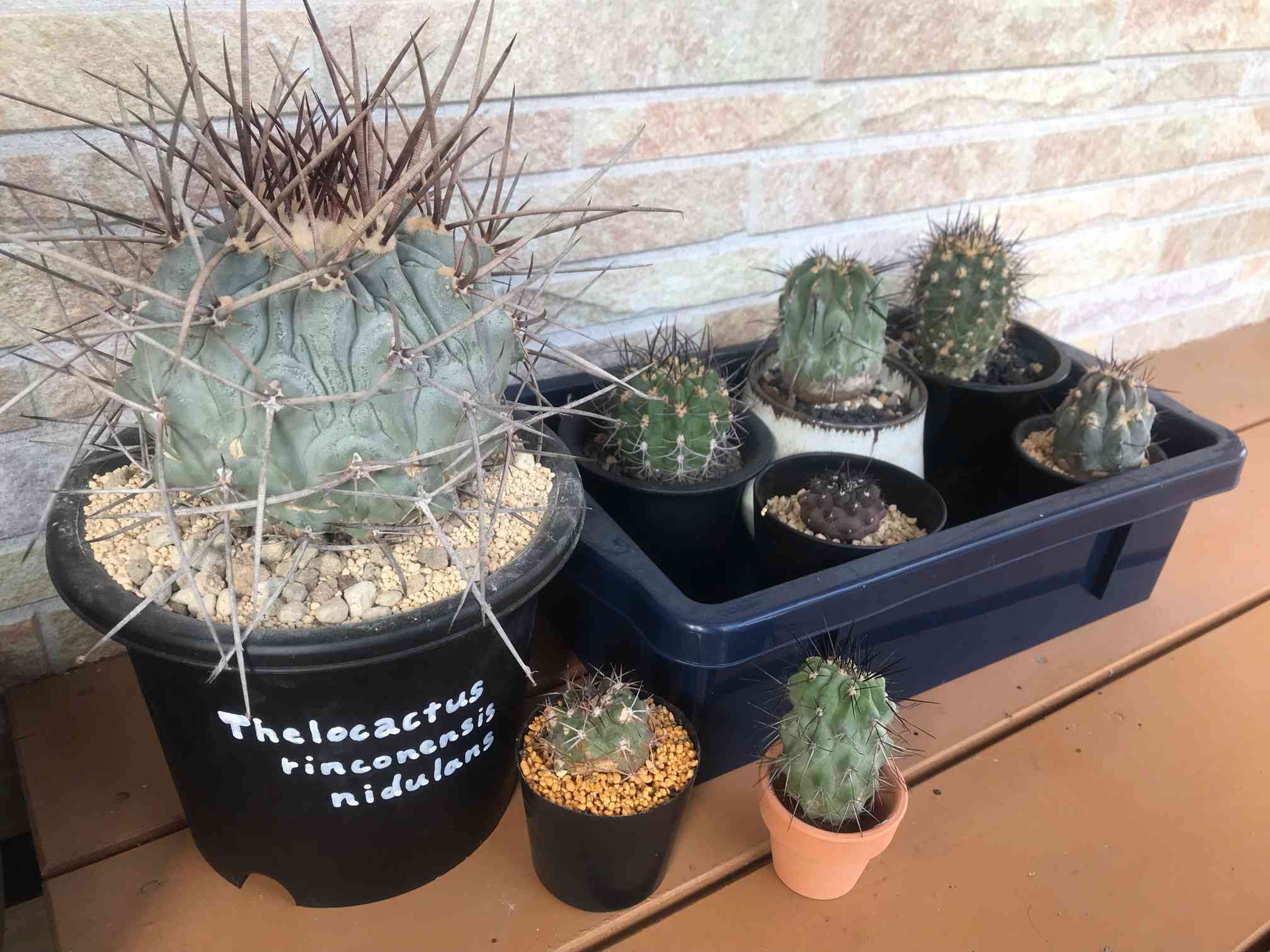 サボテン全書 サボテン全書 All about CACTUS | パワポン・スパナンタナーノン