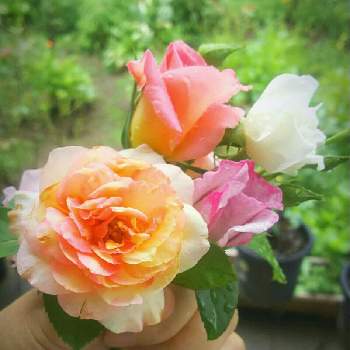 キーコ′s ガーデンの画像 by キーコさん | 広い庭とペッシュボンボンとオスカル フランソワとティファニーとライラックビューティとHTCと皆ありがとう‼と薔薇愛同盟と花のある暮らしとGS５周年おめでとうとキーコ′s ガーデンとキュンキュン乙女倶楽部No.54