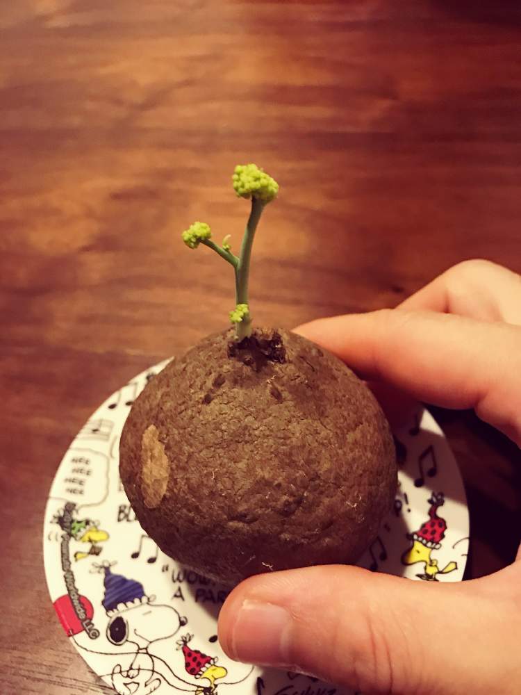 商品 ステファニア エレクタ Www iwearparts Com