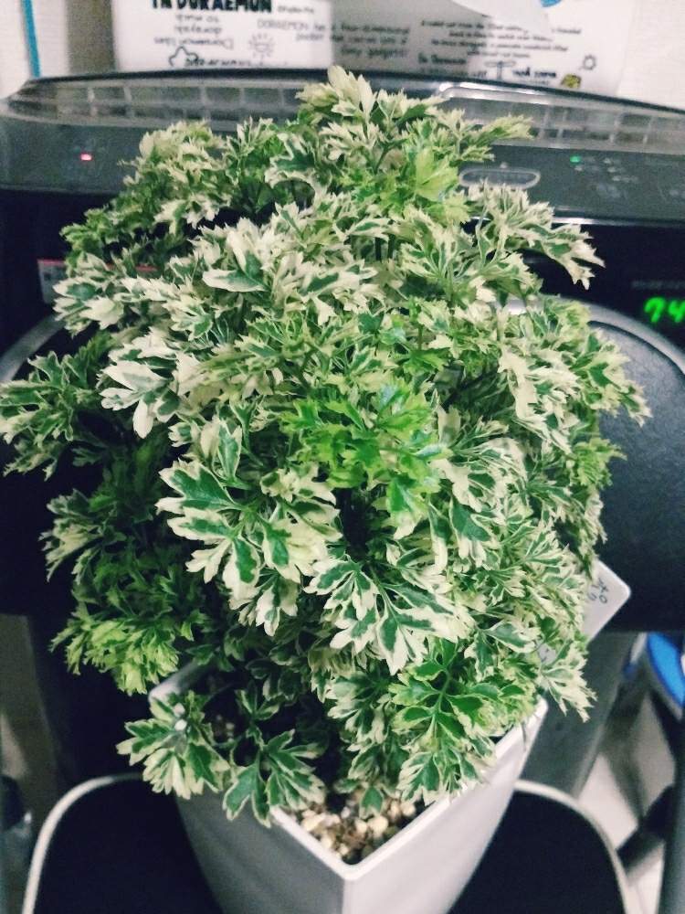 ポリシャス スノープリンセスの投稿画像 By グリーンさん 観葉植物と記録用と狭い庭と部屋と観葉植物と記録用と狭い庭 19月8月29日 Greensnap グリーンスナップ Greensnap グリーンスナップ