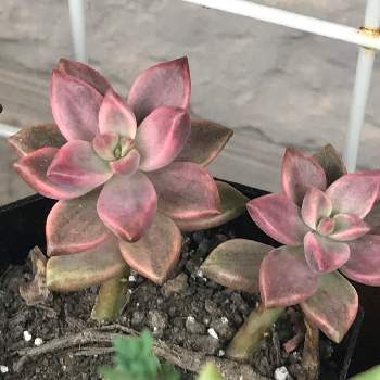 多肉植物 ピーチ姫カット ブロンズ姫錦 華々様専用 Audiled Com Ar