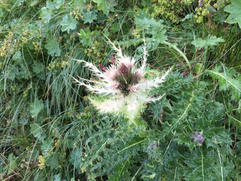 わこさんの投稿画像 19月8月29日 Greensnap グリーンスナップ