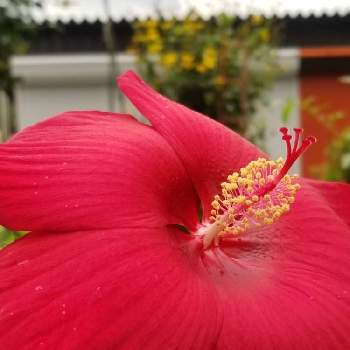 タイタンピカスの画像 by ゆりさん | 畑とタイタンピカスと大きな花と大輪と美しい花と赤い花と花のある暮らしとかわいい花