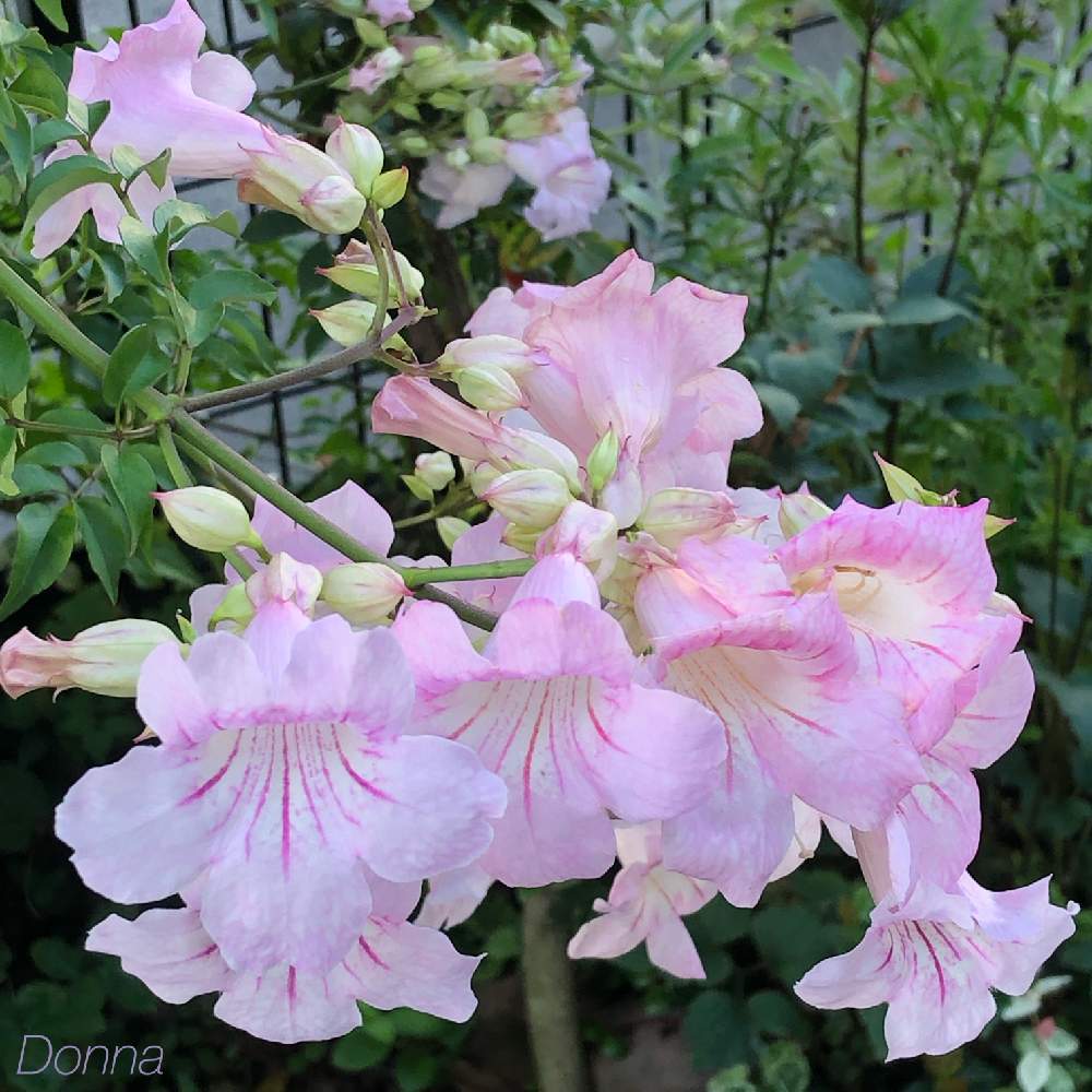 これまでで最高のノウゼンカズラ ピンク 美しい花の画像