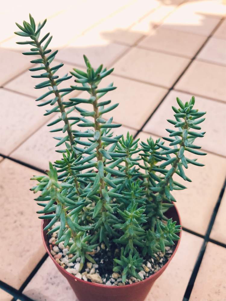 多肉植物 セダム シルバーペット カット苗 - 植物