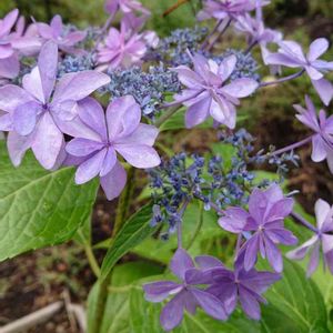 紫陽花 ダンスパーティー,花のある暮らし,母の日プレゼント,お客さん,紫陽花が好き♡の画像