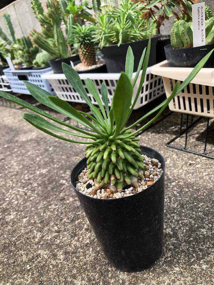 ユーフォルビア・ネオ笹蟹鉄甲｜🍀GreenSnap（グリーンスナップ）