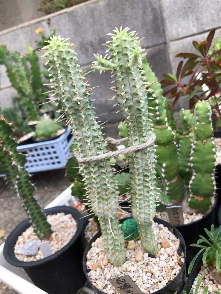 ユーフォルビア・白樺キリン｜🍀GreenSnap（グリーンスナップ）