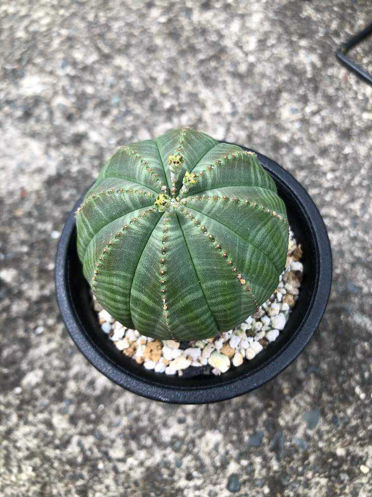 ユーフォルビア オベサ ２号 Greensnap グリーンスナップ