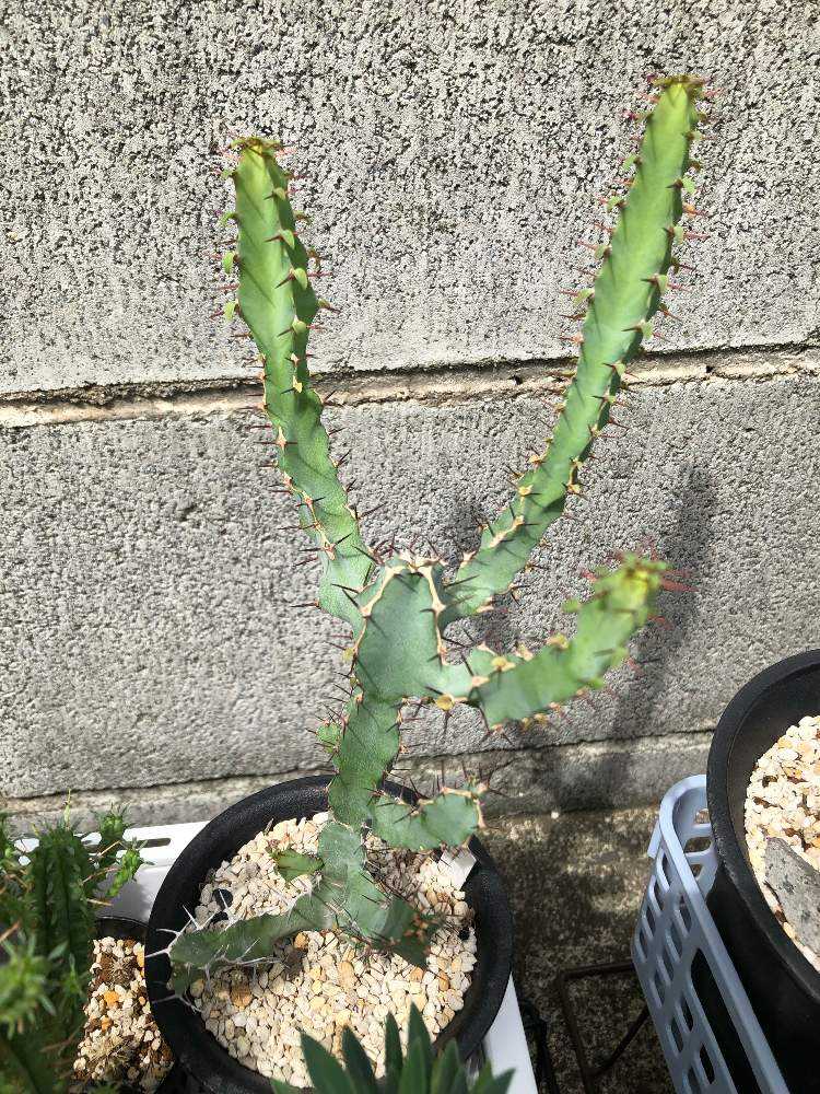 ユーフォルビア・大鳳角(カクタス？｜🍀GreenSnap（グリーンスナップ）