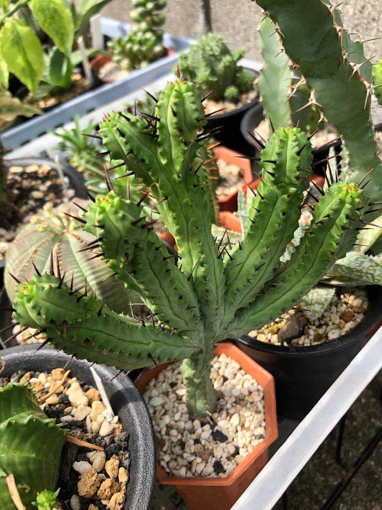 ユーフォルビア エノプラ 5ca9a43ff28337086512aff7ffc877