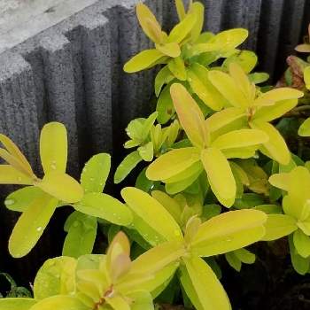 ヒペリカムゴールドフォームの投稿画像一覧 Greensnap グリーンスナップ