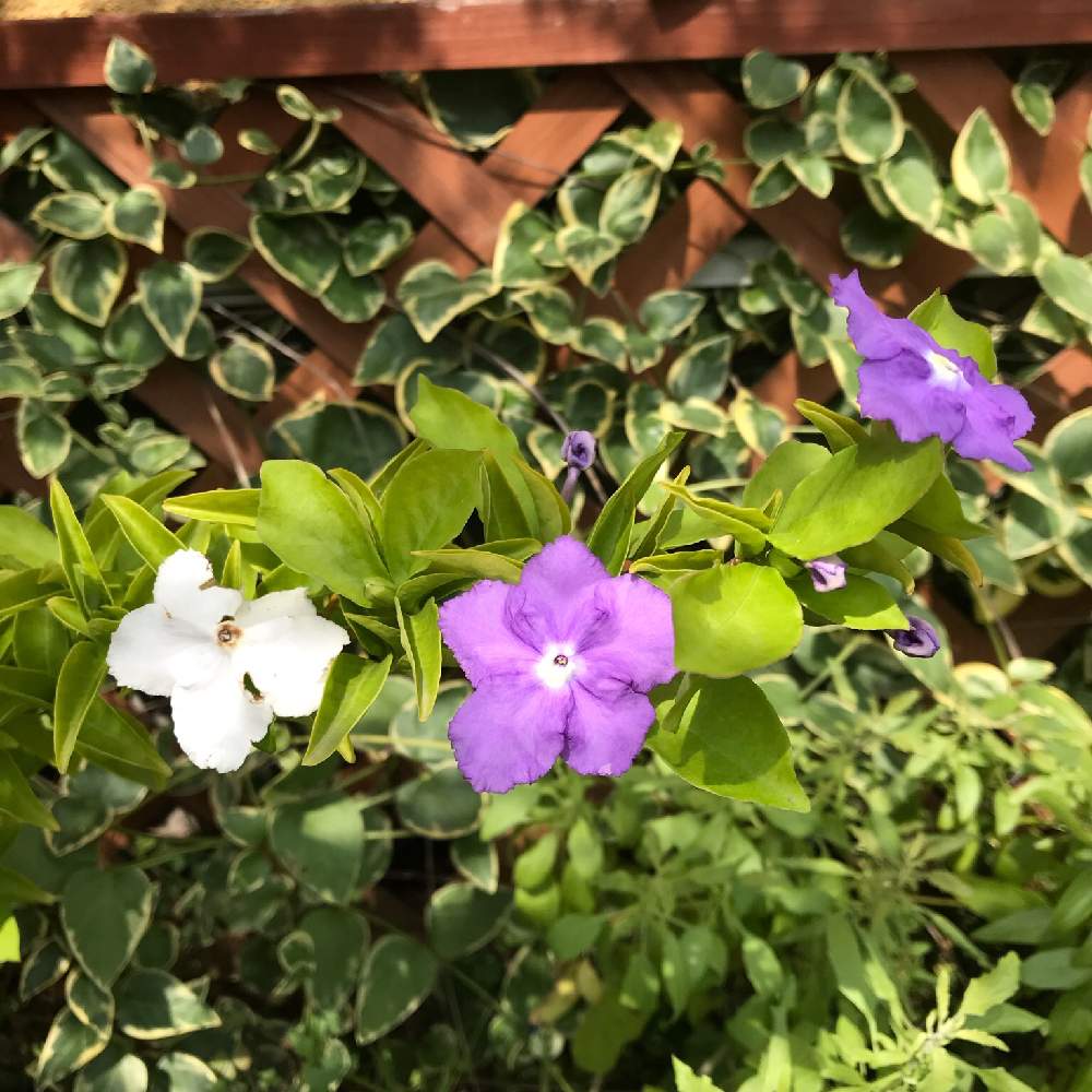 ニオイバンマツリの投稿画像 By 小夏さん 匂いはジャスミンとニオイバンマツリの花と紫から白に変わる花とマイガーデンと いいね ありがとうと花のある暮らし 19月8月29日 Greensnap グリーンスナップ