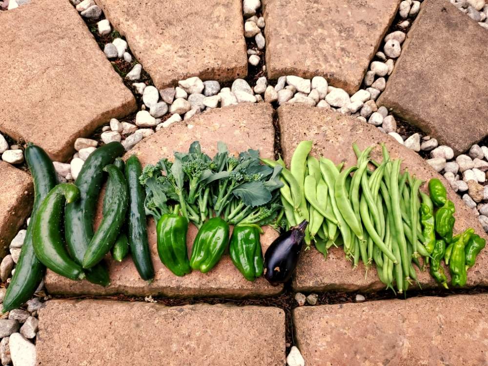 キュウリの投稿画像 By はなこさん ナスとピーマンとししとうとインゲンと茎ブロッコリーとモロッコいんげんと家庭菜園と成長記録と今日の収穫 19月8月29日 Greensnap グリーンスナップ