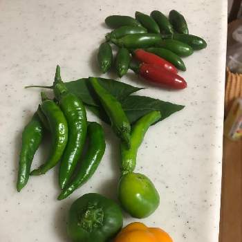 ミニパプリカ らんらんの投稿画像一覧 Greensnap グリーンスナップ