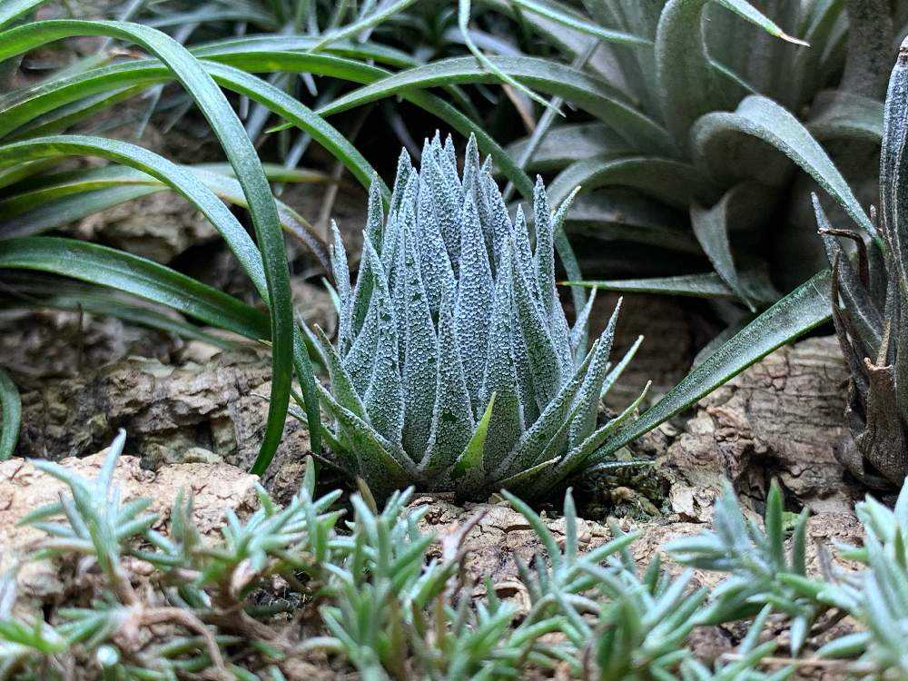 Tillandsia sprengeliana Coastal Form｜🍀GreenSnap（グリーン