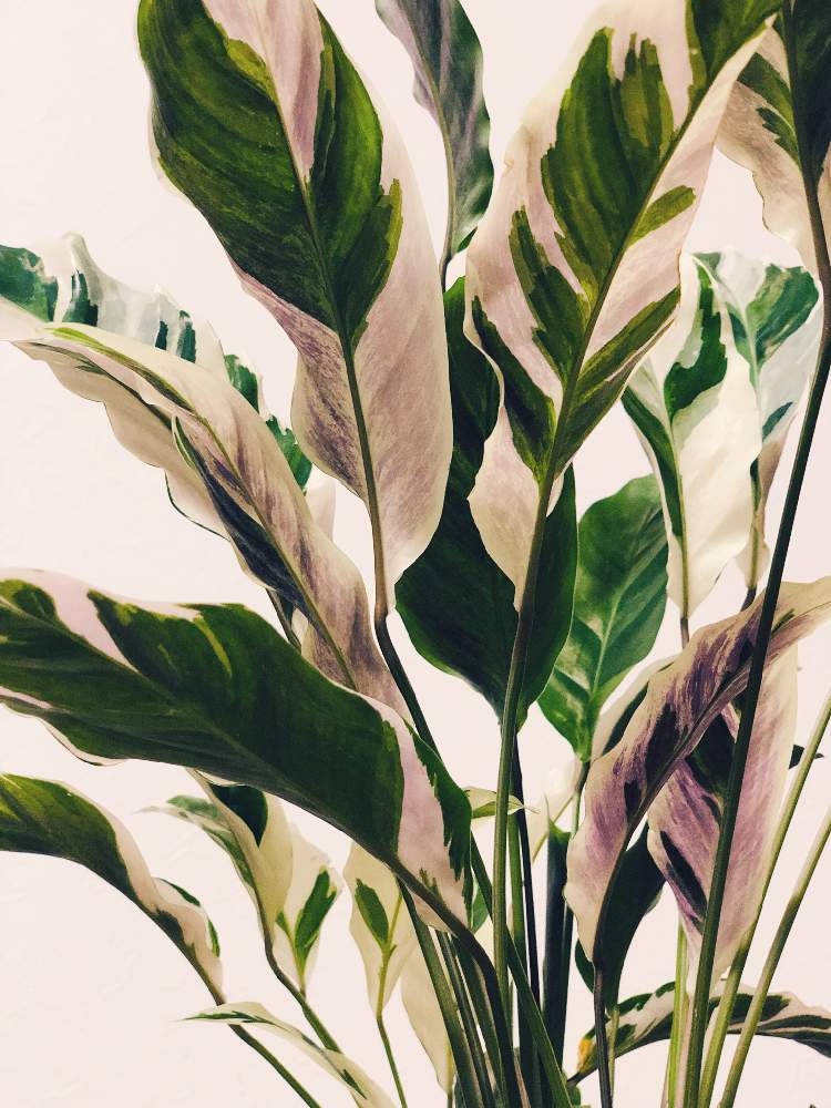 カラテア ホワイトフュージョンの投稿画像 By Amyさん カラテアと観葉植物と好きな葉っぱとインテリアグリーンと植物のある暮らし 19月8月29日 Greensnap グリーンスナップ