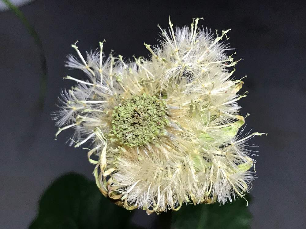 ガーベラの投稿画像 By Xxxmayuxxxさん 19月8月30日 Greensnap グリーンスナップ