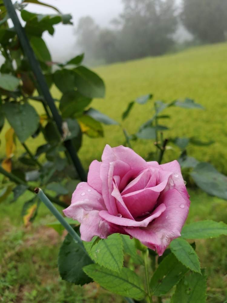 バラの投稿画像 By ハムさん シャルル ド ゴール 19月8月30日 Greensnap グリーンスナップ