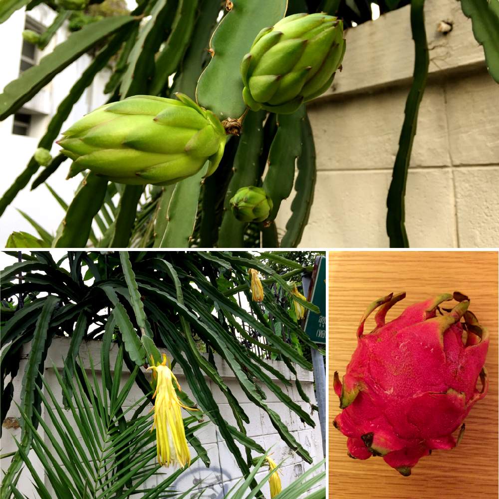 ドラゴンフルーツの投稿画像 By ともちゃんさん ピタヤとサンカクサボテンと南国フルーツとトロピカルフルーツとタイの植物 19月8月30日 Greensnap グリーンスナップ