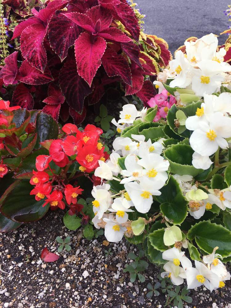 綺麗な色合い の投稿画像 By ラ ミントさん カラフル と輝いてる と花のある暮らしとおおきくなったね 19月8月30日 Greensnap グリーンスナップ