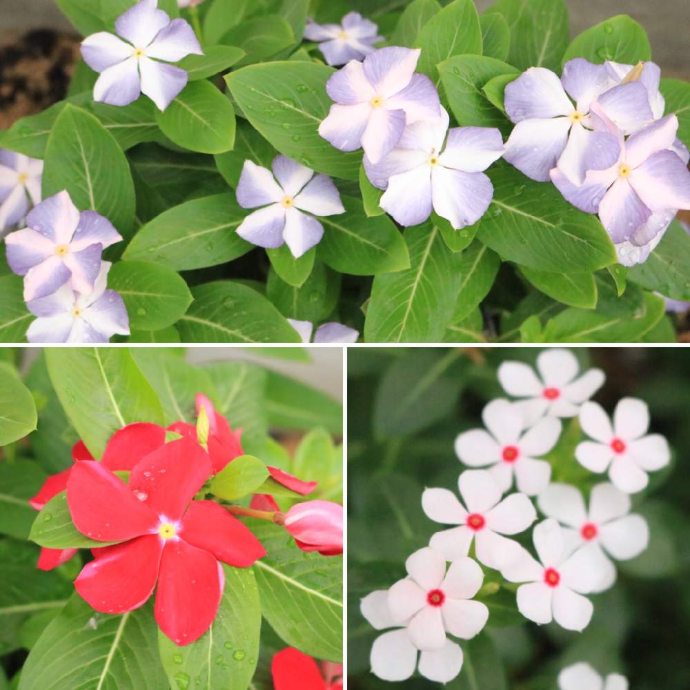 ニチニチソウの投稿画像 By Yuka さん ビンカとミニナツとニチニチソウ 爽夏と花壇と初心者と花壇と初心者 19月8月30日 Greensnap グリーンスナップ Greensnap グリーンスナップ