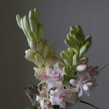 チューベローズ ダブルホワイトの投稿画像一覧 Greensnap グリーンスナップ