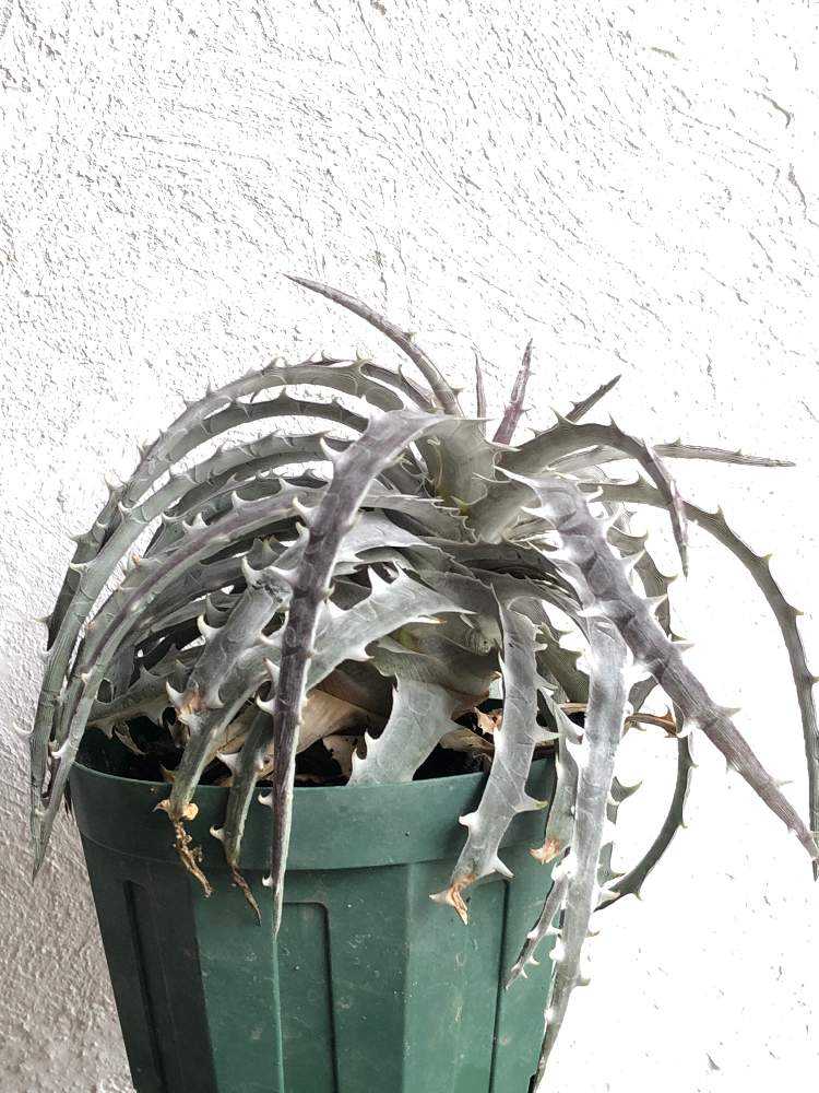 Dyckia goehringii #Elton Leme2718成長記録｜🍀GreenSnap（グリーンスナップ）