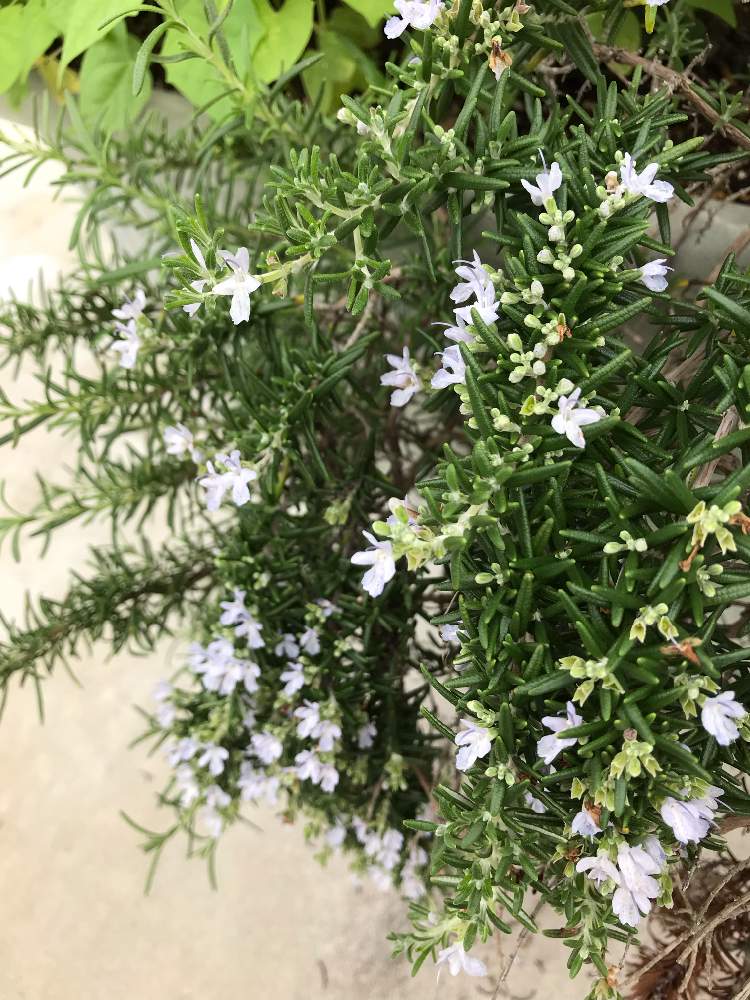 ローズマリーの投稿画像 By みどりの葉っぱさん ハーブ ローズマリーとハーブとはん 19月8月30日 Greensnap グリーンスナップ