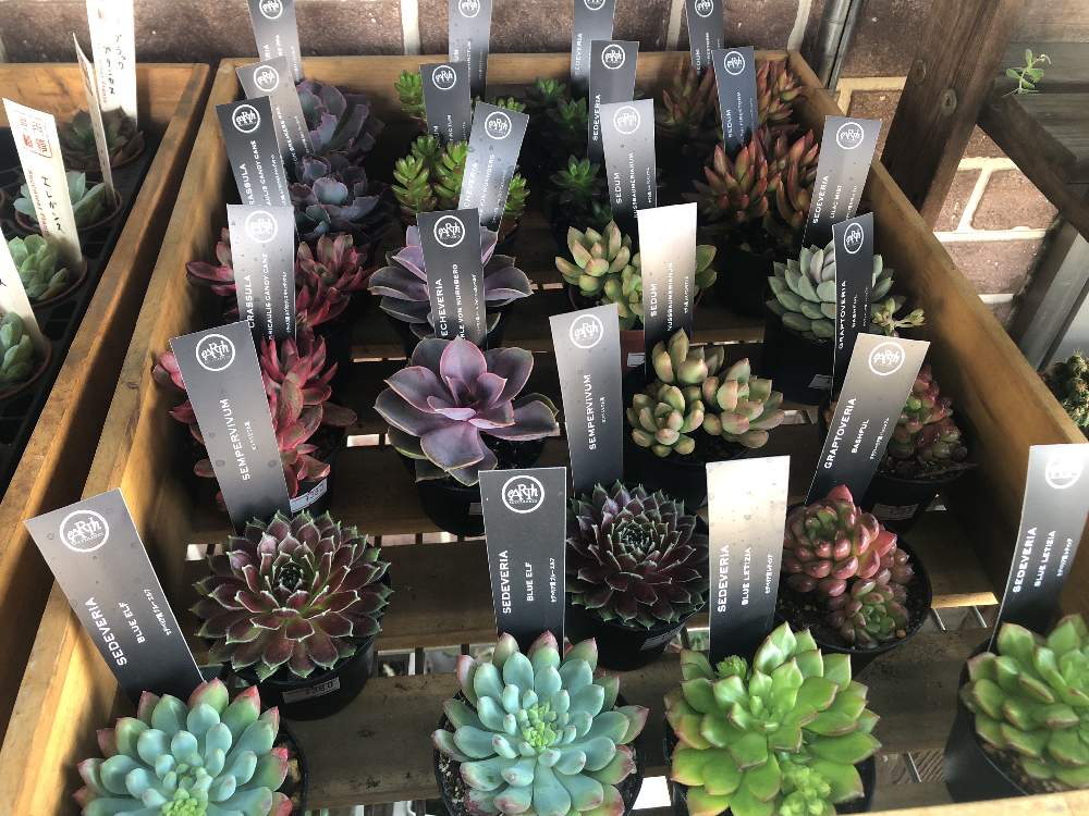 棚の投稿画像 By ゆいの杜ガーデンセンターさん 多肉植物と育てやすい多肉植物と花のある暮らしと多肉植物と育てやすい多肉植物と花のある暮らし 19月8月30日 Greensnap グリーンスナップ Greensnap グリーンスナップ