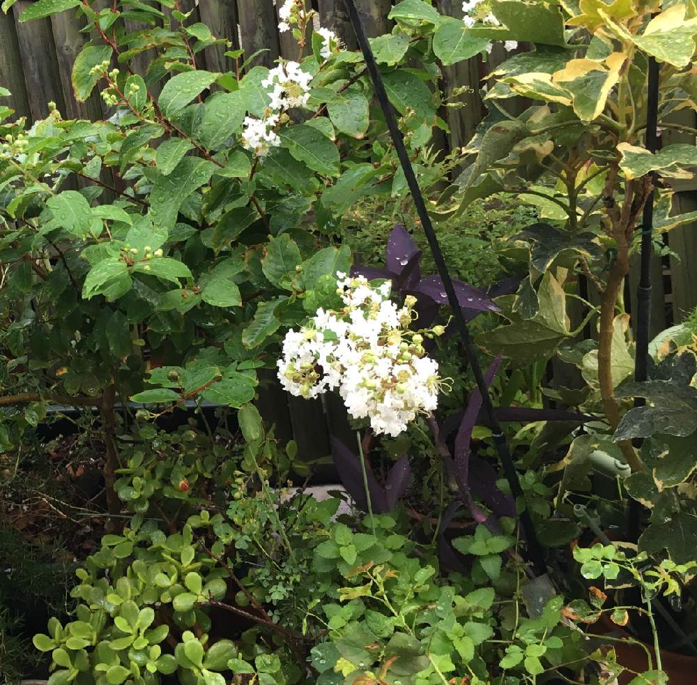 白花のサルスベリの投稿画像 By みきとららさん 百日紅 サルスベリ と花のある暮らしと季節を楽しむと可愛い と白花 19月8月30日 Greensnap グリーンスナップ