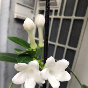 白い花の蕾 の投稿画像一覧 Greensnap グリーンスナップ