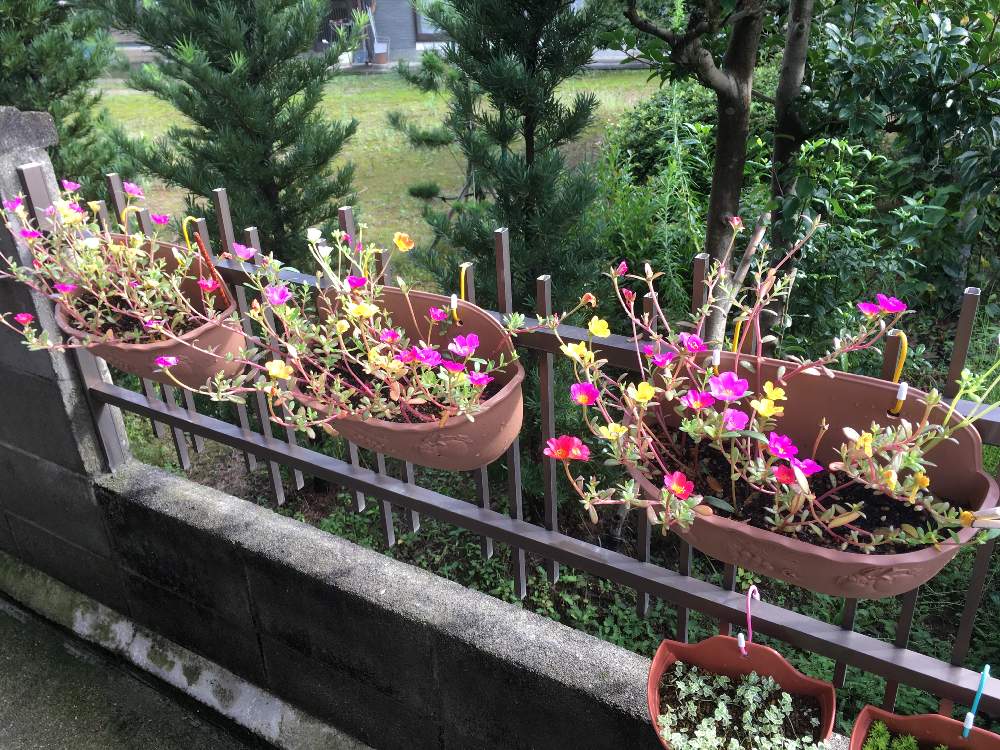 花のある暮らしの投稿画像 By セイジさん 植物のある暮らしとポーチュラカ 19月8月31日 Greensnap グリーンスナップ