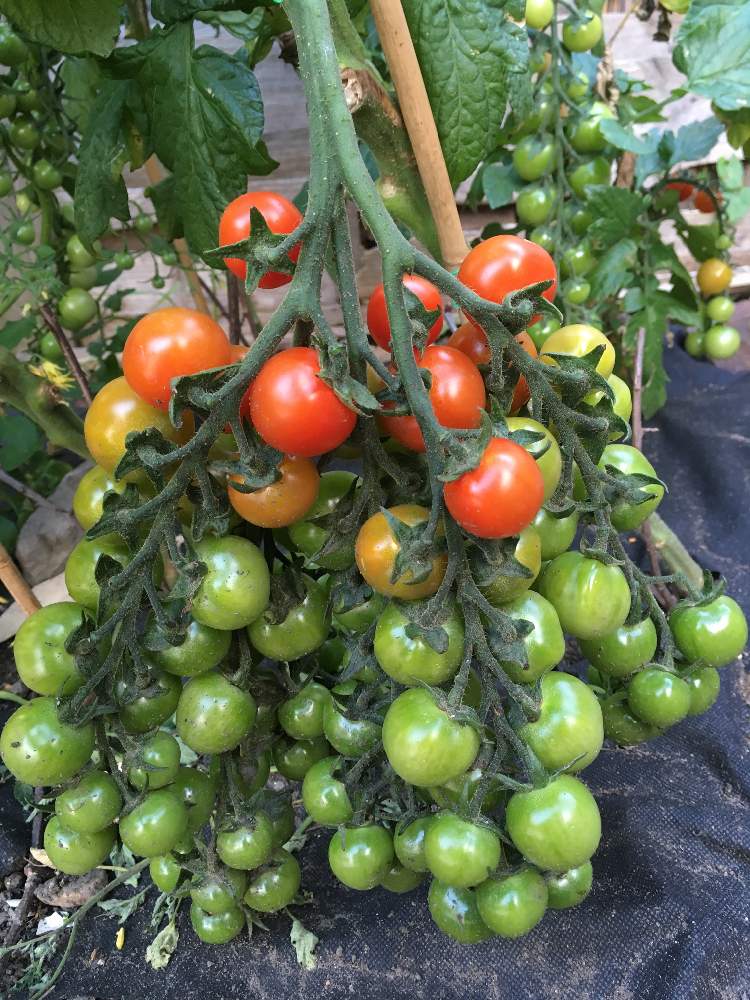 ミニトマトの投稿画像 By Kit Chanさん 再生 と収穫物とgs中毒と家庭菜園とリボベジと種からとマイガーデンと栽培記録とgreensnapmarcheと再生野菜とガーデニングと花のある暮らしと自家製野菜と家庭菜園奮闘日記とgreen Up 19月8月31日 Greensnap グリーン