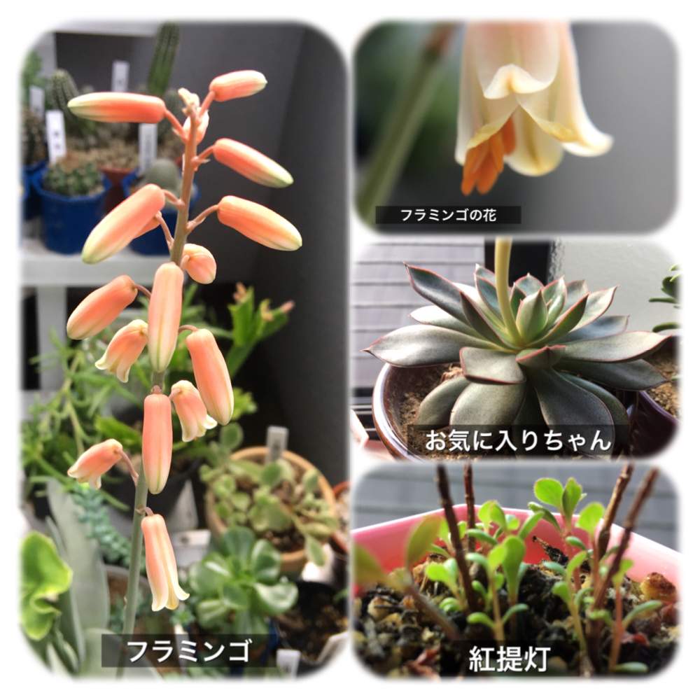 アロエ フラミンゴの投稿画像 By あなリリーさん カランコエ 紅提灯とバルコニー ベランダ 19月8月31日 Greensnap グリーンスナップ Greensnap グリーンスナップ