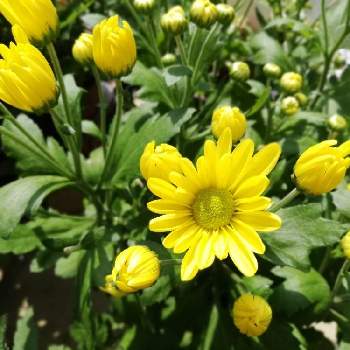 黄色の菊の画像 by エミコさん | お出かけ先と黄色の菊と癒やされるとスマホ撮影と美しいと綺麗ときれいな色と花のある暮らしとお花と晴れと楽しみ〜とお花好きと花は癒やし♡