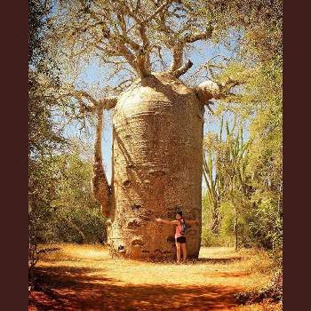 森の精霊のいる場所の投稿画像一覧 Greensnap グリーンスナップ