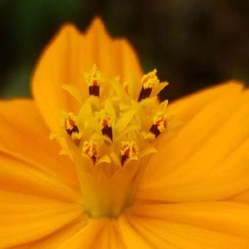 花の中心の投稿画像一覧 Greensnap グリーンスナップ