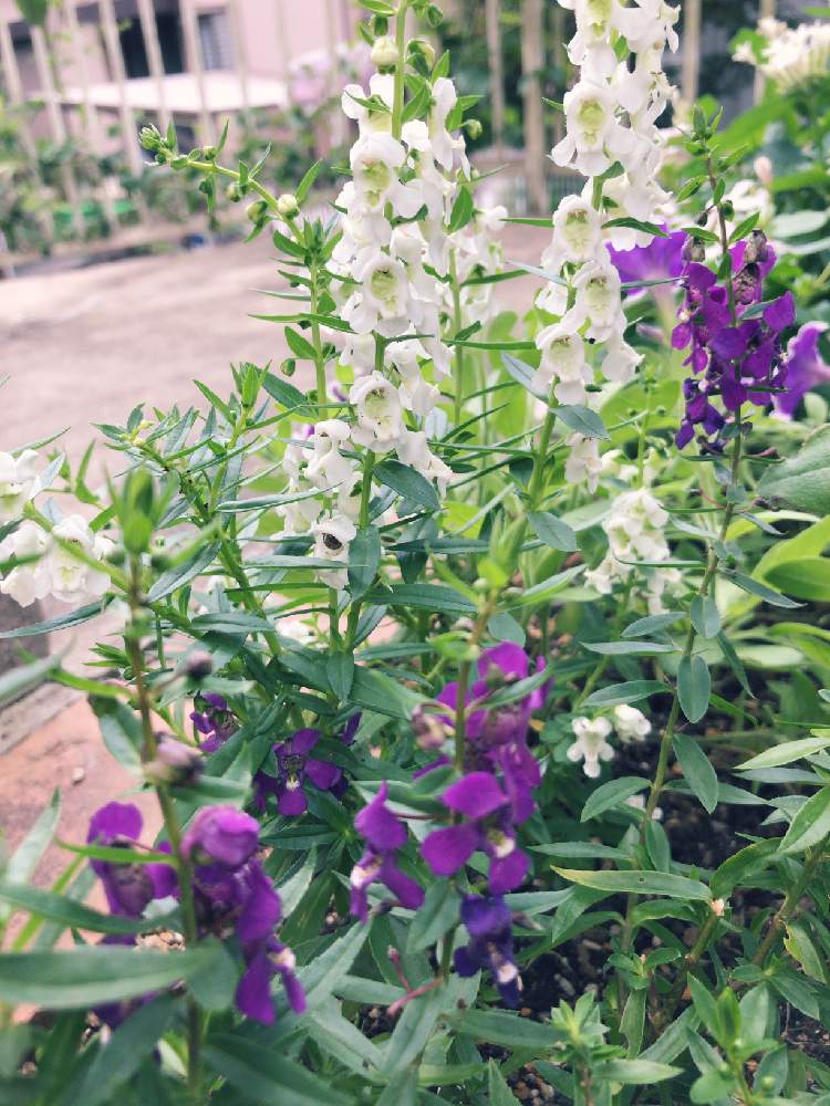 アンゲロニア セレニータの投稿画像 By とも蔵さん 地植えと花のある暮らしとgreen Up 19月8月31日 Greensnap グリーンスナップ